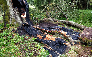 Pożar w środku lasu. Piorun uderzył w pomnik przyrody